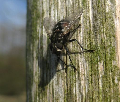 Panzeria puparum